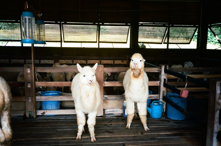 0019_19A000012360019